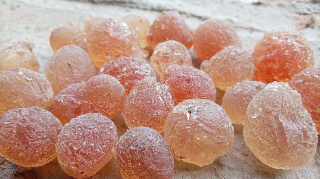 الذهب الأخضر في السودان يعود ببطء مع نضال التعاونيات النسوية لإحياء تجارة الصمغ العربي